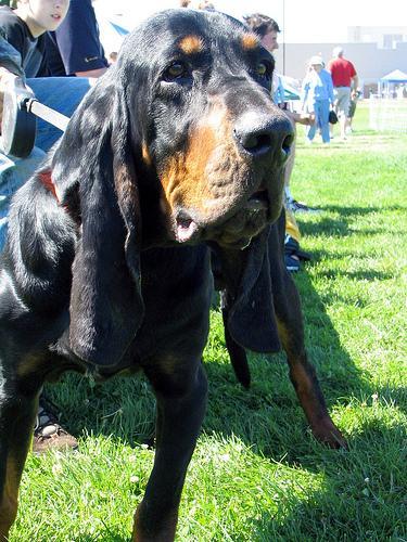 https://images.dog.ceo/breeds/coonhound/n02089078_4508.jpg