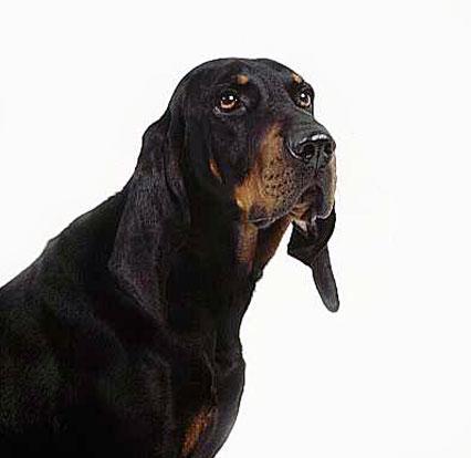 https://images.dog.ceo/breeds/coonhound/n02089078_4544.jpg