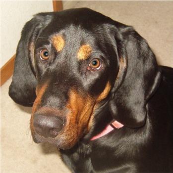 https://images.dog.ceo/breeds/coonhound/n02089078_641.jpg