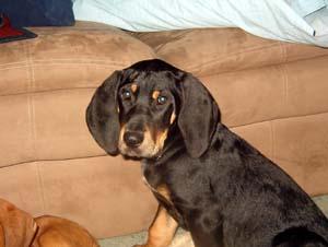 https://images.dog.ceo/breeds/coonhound/n02089078_663.jpg