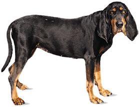 https://images.dog.ceo/breeds/coonhound/n02089078_682.jpg