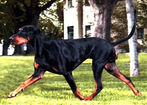 https://images.dog.ceo/breeds/coonhound/n02089078_727.jpg