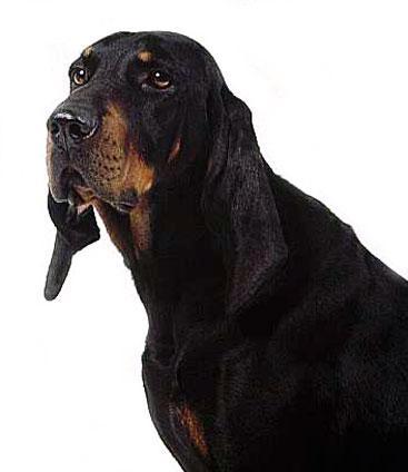 https://images.dog.ceo/breeds/coonhound/n02089078_779.jpg