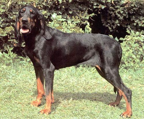 https://images.dog.ceo/breeds/coonhound/n02089078_877.jpg