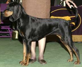 https://images.dog.ceo/breeds/coonhound/n02089078_901.jpg