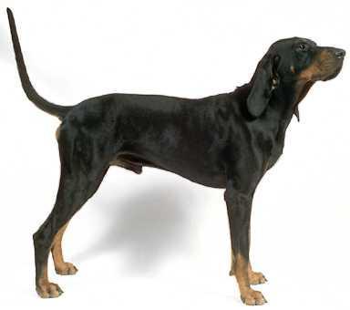 https://images.dog.ceo/breeds/coonhound/n02089078_944.jpg