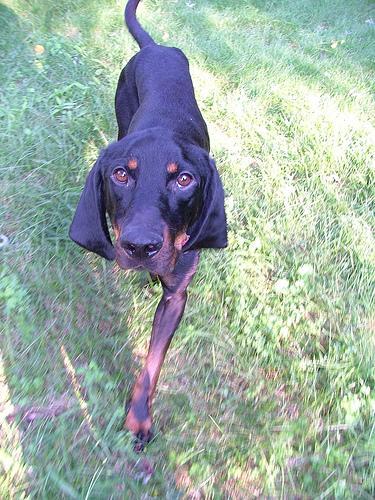 https://images.dog.ceo/breeds/coonhound/n02089078_965.jpg