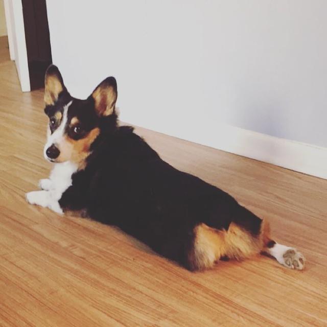 https://images.dog.ceo/breeds/corgi/13263927_10154125975153449_6587119903523649180_n.jpg