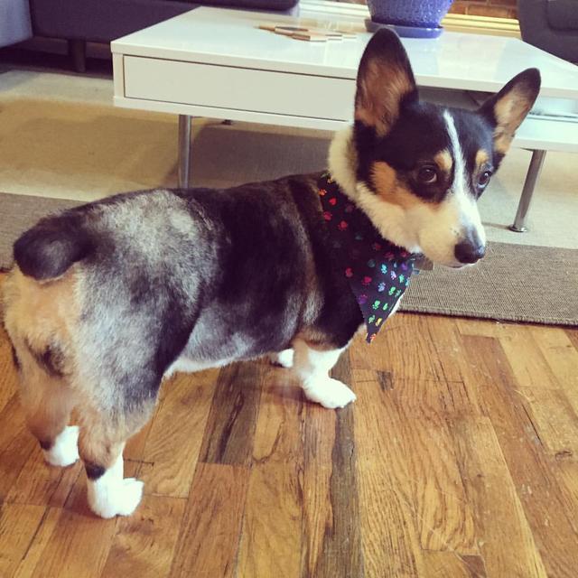 https://images.dog.ceo/breeds/corgi/16716135_10154874486073449_8221414410855860467_o_(1).jpg
