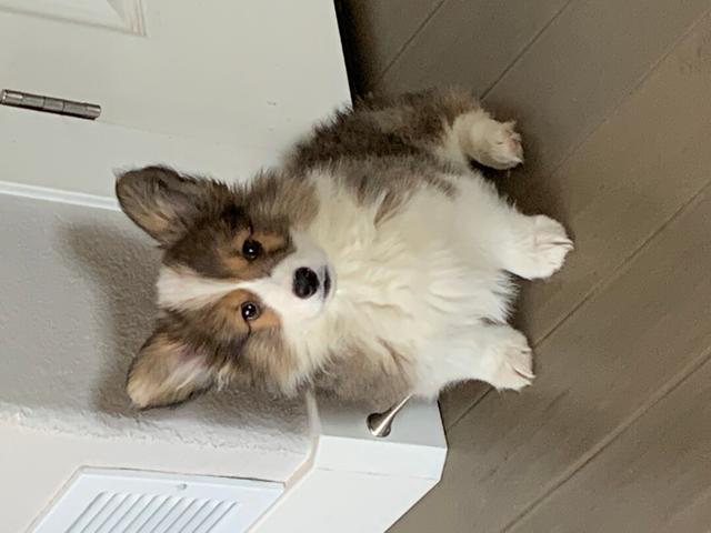 https://images.dog.ceo/breeds/corgi/IMG_3428.jpg