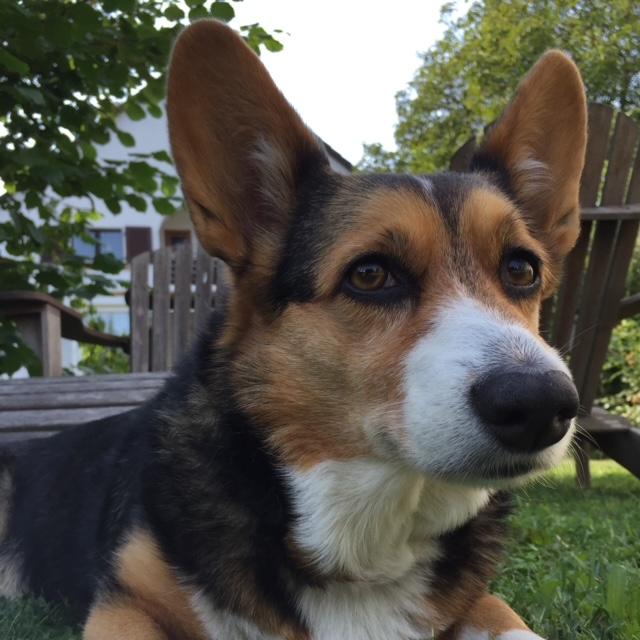 https://images.dog.ceo/breeds/corgi-cardigan/miss-muffin.jpg