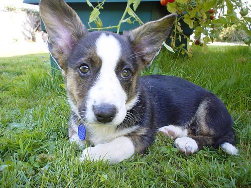 https://images.dog.ceo/breeds/corgi-cardigan/n02113186_1030.jpg