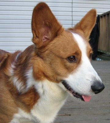 https://images.dog.ceo/breeds/corgi-cardigan/n02113186_11371.jpg