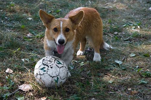 https://images.dog.ceo/breeds/corgi-cardigan/n02113186_11559.jpg