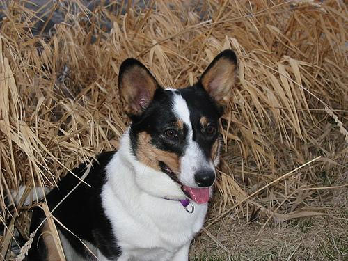 https://images.dog.ceo/breeds/corgi-cardigan/n02113186_12513.jpg