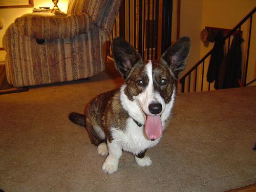 https://images.dog.ceo/breeds/corgi-cardigan/n02113186_13484.jpg