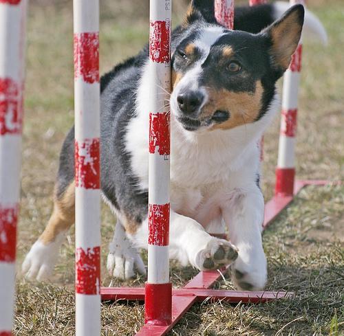 https://images.dog.ceo/breeds/corgi-cardigan/n02113186_2433.jpg