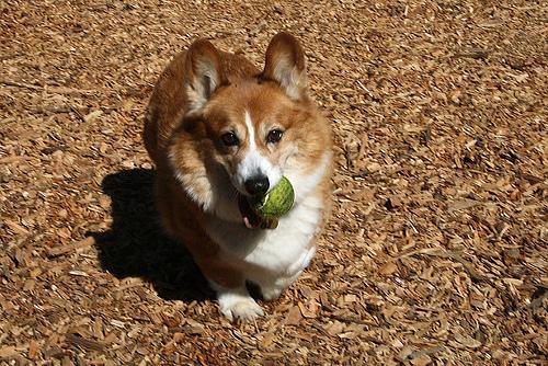 https://images.dog.ceo/breeds/corgi-cardigan/n02113186_3169.jpg