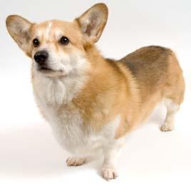 https://images.dog.ceo/breeds/corgi-cardigan/n02113186_3178.jpg