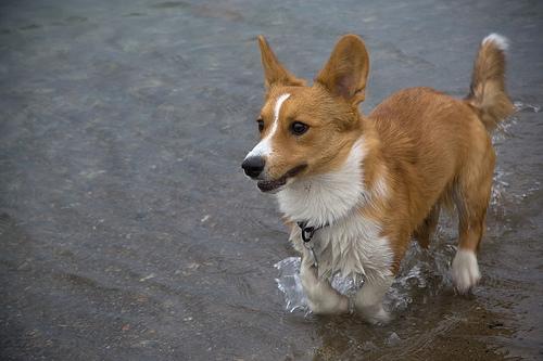 https://images.dog.ceo/breeds/corgi-cardigan/n02113186_4760.jpg