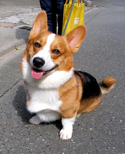 https://images.dog.ceo/breeds/corgi-cardigan/n02113186_4902.jpg