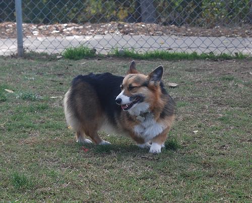 https://images.dog.ceo/breeds/corgi-cardigan/n02113186_5618.jpg