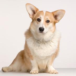 https://images.dog.ceo/breeds/corgi-cardigan/n02113186_7215.jpg