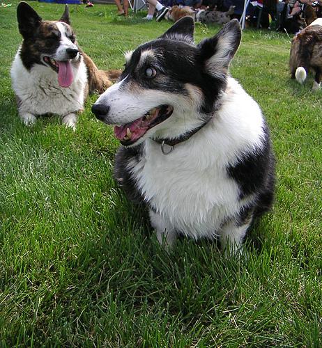 https://images.dog.ceo/breeds/corgi-cardigan/n02113186_7231.jpg