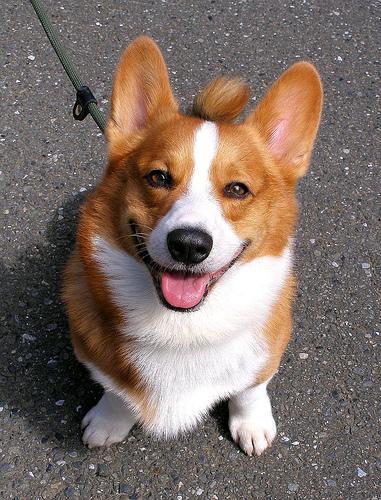 https://images.dog.ceo/breeds/corgi-cardigan/n02113186_7308.jpg