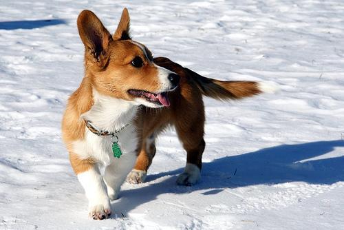 https://images.dog.ceo/breeds/corgi-cardigan/n02113186_8678.jpg