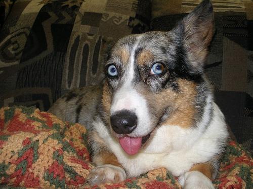 https://images.dog.ceo/breeds/corgi-cardigan/n02113186_9116.jpg