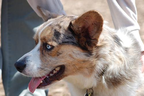 https://images.dog.ceo/breeds/corgi-cardigan/n02113186_9208.jpg