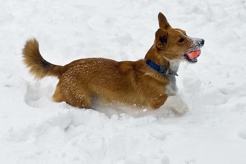 https://images.dog.ceo/breeds/corgi-cardigan/n02113186_9924.jpg