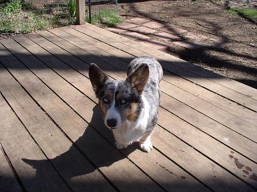 https://images.dog.ceo/breeds/corgi-cardigan/n02113186_9935.jpg