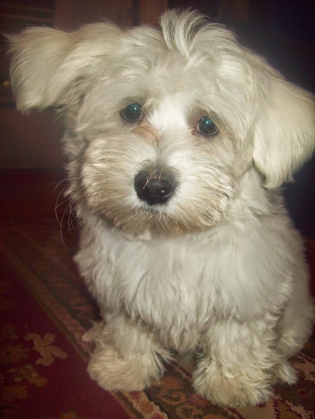 cotondetulear