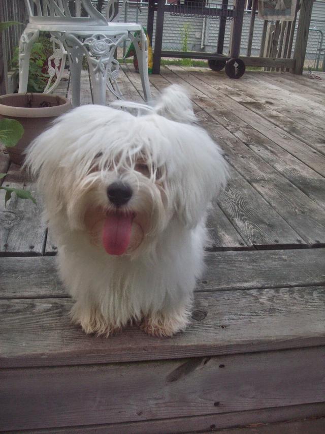 https://images.dog.ceo/breeds/cotondetulear/100_2397.jpg