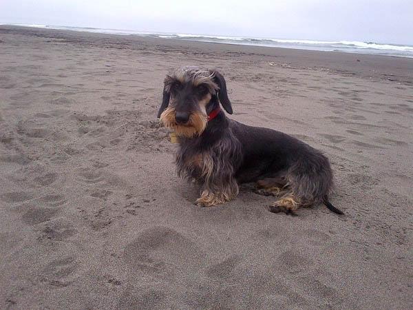 https://images.dog.ceo/breeds/dachshund/Daschund_Wirehair.jpg