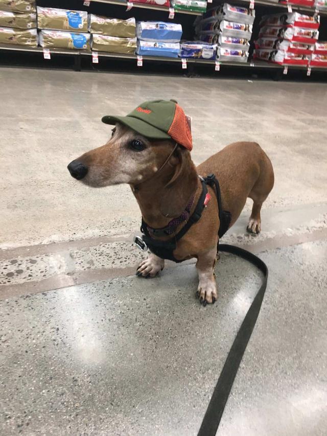 https://images.dog.ceo/breeds/dachshund/Dash_Dachshund_With_Hat.jpg