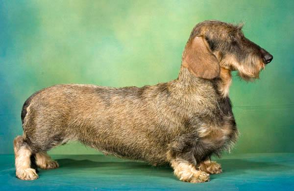 https://images.dog.ceo/breeds/dachshund/Standard_Wire-hair_Dachshund.jpg