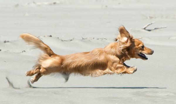 https://images.dog.ceo/breeds/dachshund/Stretched_Dachshund.jpg