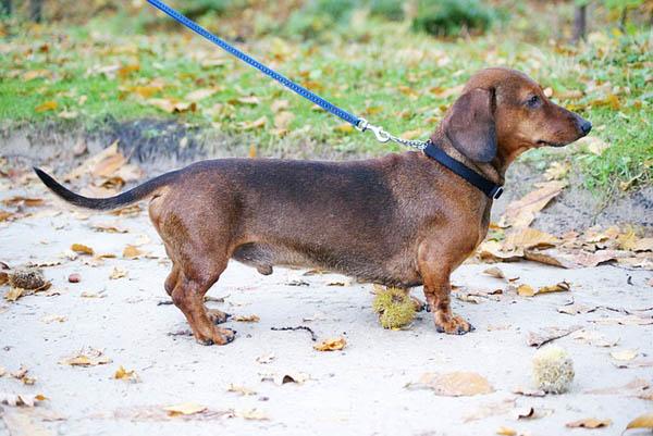 https://images.dog.ceo/breeds/dachshund/dachshund-1018409_640.jpg