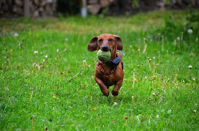 https://images.dog.ceo/breeds/dachshund/dachshund-3.jpg