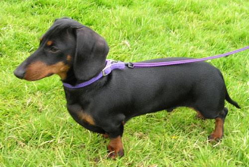 https://images.dog.ceo/breeds/dachshund/dachshund-5.jpg