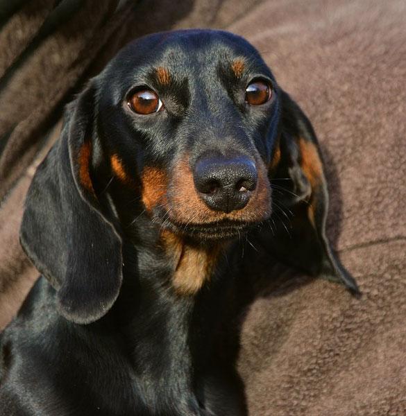 https://images.dog.ceo/breeds/dachshund/dachshund-7.jpg