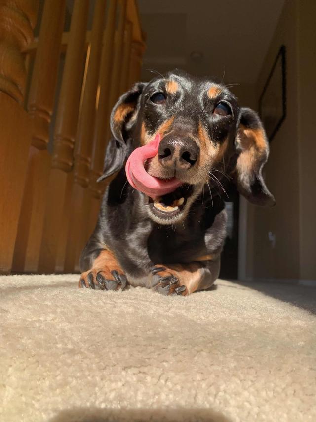 https://images.dog.ceo/breeds/dachshund/daschund-shorthair.jpg