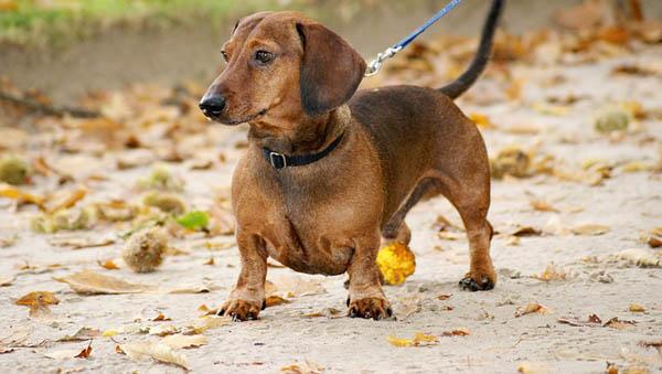 https://images.dog.ceo/breeds/dachshund/dog-1018408_640.jpg