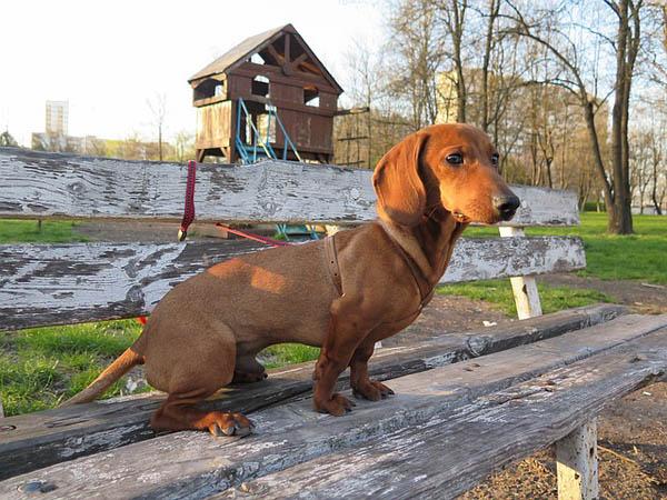 https://images.dog.ceo/breeds/dachshund/dog-1083690_640.jpg