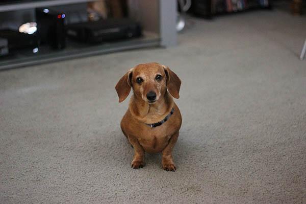 https://images.dog.ceo/breeds/dachshund/dog-2643027_640.jpg