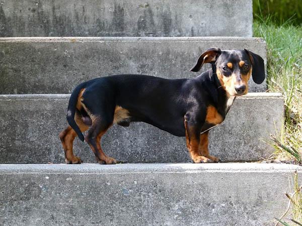 https://images.dog.ceo/breeds/dachshund/dog-55140_640.jpg