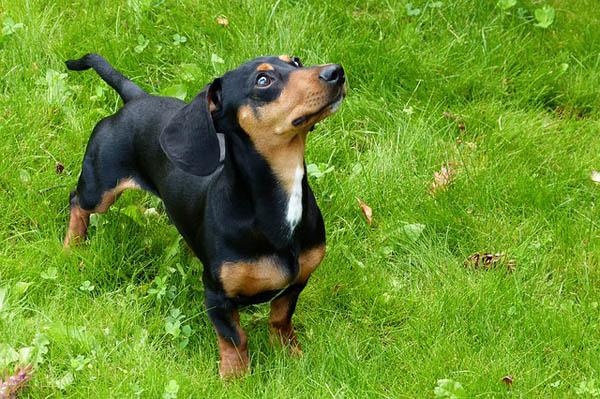 https://images.dog.ceo/breeds/dachshund/foxhound-53951_640.jpg